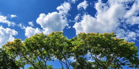 Obraz premium Vibrant mango tree tops contrast beautifully against a bright blue sky with fluffy clouds, showcasing the natural beauty of mango trees in an idyllic setting.