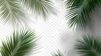 realistic palm leaf shadows on transparent tropical summer background   