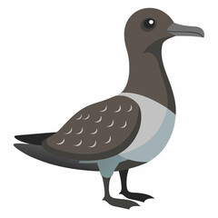 sooty shearwater isolated on white