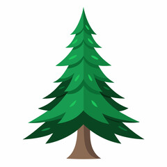 spruce tree isolated on white