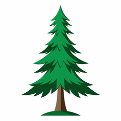 spruce tree isolated on white