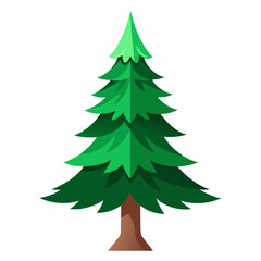 spruce tree isolated on white