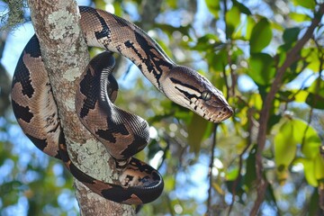 An emerald boa constrictor coiled around a tree branch, its scales shimmering in the sunlight.