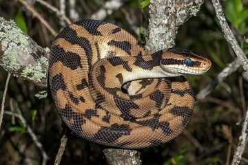 An emerald boa constrictor coiled around a tree branch, its scales shimmering in the sunlight.