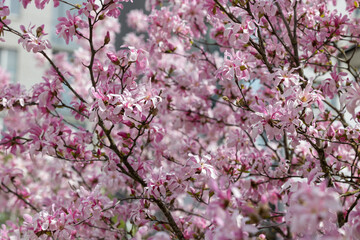 Branches of a flowering magnolia tree