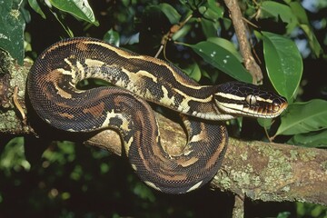 Naklejka premium An emerald boa constrictor coiled around a tree branch, its scales shimmering in the sunlight.