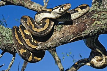 An emerald boa constrictor coiled around a tree branch, its scales shimmering in the sunlight.