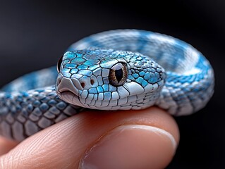 Fototapeta premium A close up of a blue snake on a person's finger