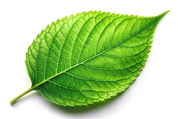 Stunning aerial drone photography captures a single, lush green leaf against a pure white backdrop.  High resolution.