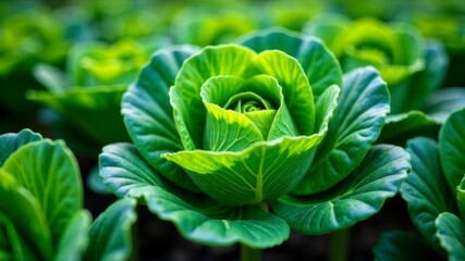 Obraz premium green cabbage in the garden close-up