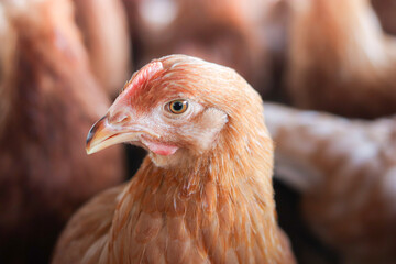 Close up of brown chicken in chicken farm