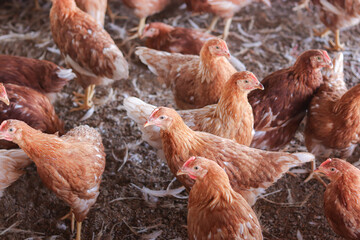 A lot of brown chicken in chicken farm