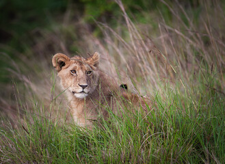 Löwin im hohen Gras der afrikanischen Savanne