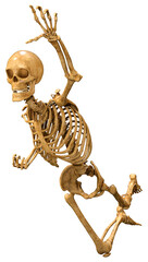 3D Rendering Human Skeleton on White