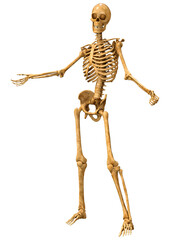 3D Rendering Human Skeleton on White