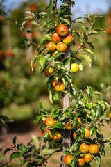 Apple orchard. Ripe red apples in garden. Red apples on a branch. Apple orchard for background. Apple tree.