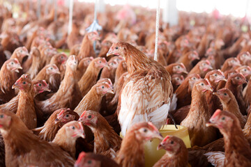A lot of brown chicken in chicken farm