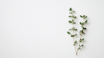 A small sprig of herbs, such as thyme or oregano, placed on a white background, wallpaper AI generated image