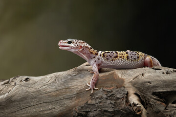 A leopard gecko is standing on driftwood, its colorful patterns blending with the natural textures. 
