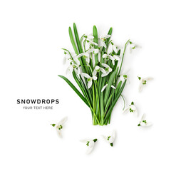 Snowdrop spring flowers photography isolated on white background.