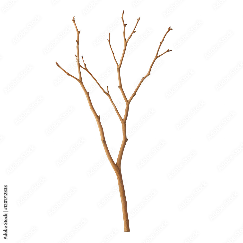Poster a slender, bare branch with intricate, natural shapes and textures., isolated on a transparent backg