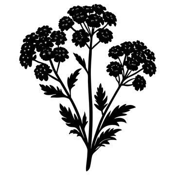 recommend clip art:  tansy mustard