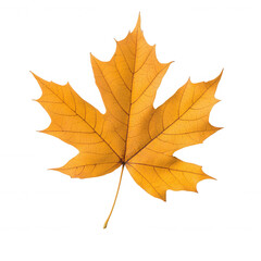 Fototapeta premium A vibrant and detailed yellow maple leaf against a white background., isolated on a transparent background.