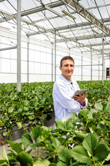 A smiling man in a lab coat stands in a greenhouse filled with lush strawberry plants, holding a tablet and looking engaged. Showcasing the integration of technology in modern agriculture.