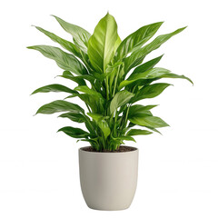 Fototapeta premium A vibrant green plant in a modern white pot, adding life to any space., isolated on a transparent background.