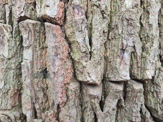 minimalistic background / wall paper design - close up photography of wood bark
