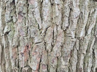 minimalistic background / wall paper design - close up photography of wood bark