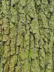 close up photography, minimalistic design, wood bark