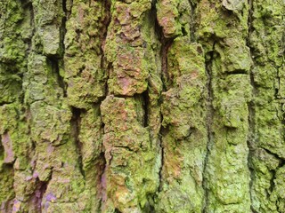 close up photography of wood bark - minimalistic background design, wall paper