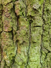 close up photography of wood bark - minimalistic background design, wall paper