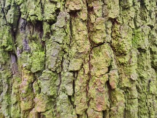 close up photography of wood bark - minimalistic background design, wall paper