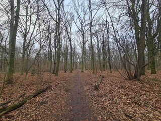 Plänterwald Forest Landscape in Berlin Treptow