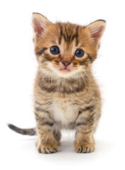 Kitten on white background.