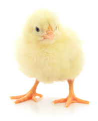 Small yellow chicken