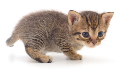 Kitten on white background.