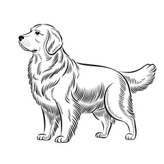 Golden Retriever dog Silhouette vector art