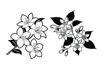 This is jasmine flowers vector illustration design