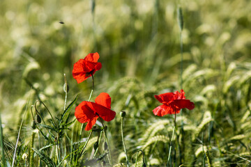 Fototapeta premium coquelicots en fleur dans un champ verdoyant