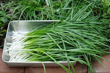 Chinese chives in the organic vegetable garden. Harvesting Chinese chives to make desserts.
