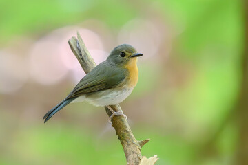 Indochinese Blue Flycatcher Female