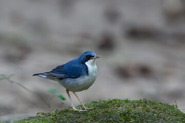 Blue Robin