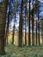 Pine Trees In Forest In England