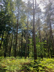 Tall trees in the sunny forest
