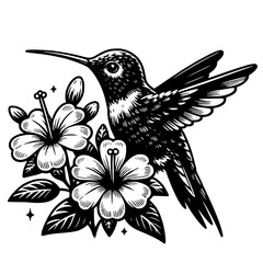 Hummingbird Illustration