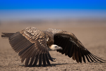 Vulture Flying 