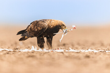 Eastern Imperial With Kill